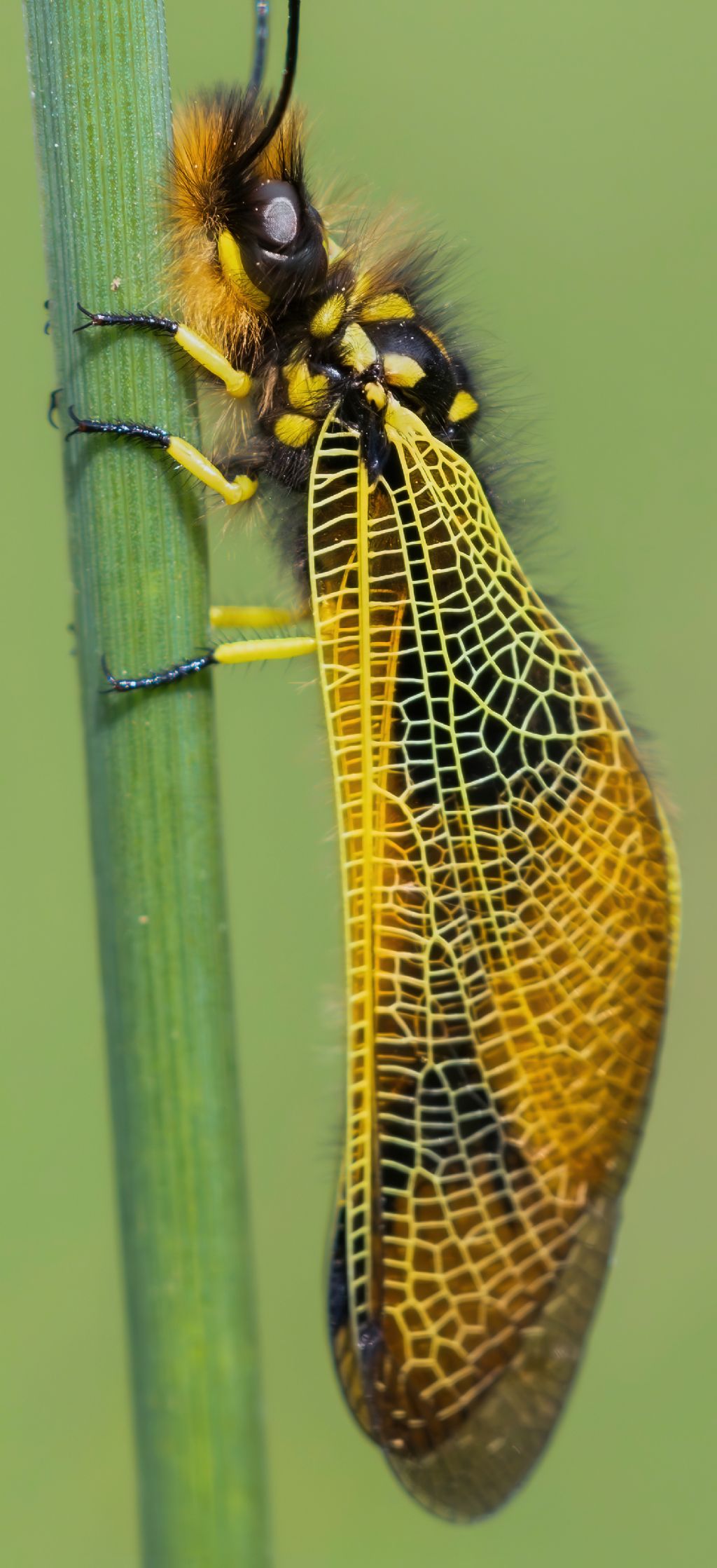 Ascalaphidae - Libelloides longicornis